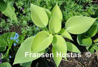 Hosta Sunny Halcyon