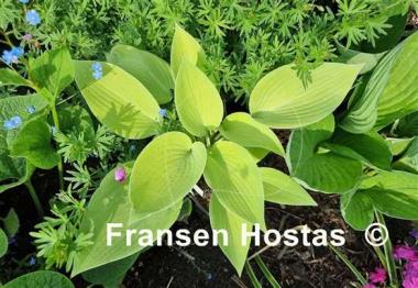 Hosta Sunny Halcyon