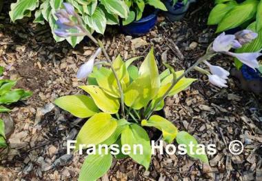 Hosta Sunny Halcyon