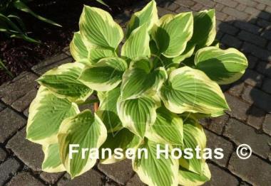 Hosta Sunny Smiles