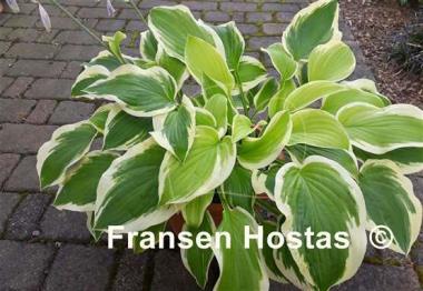 Hosta Sunny Smiles