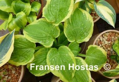 Hosta Sunny Smiles