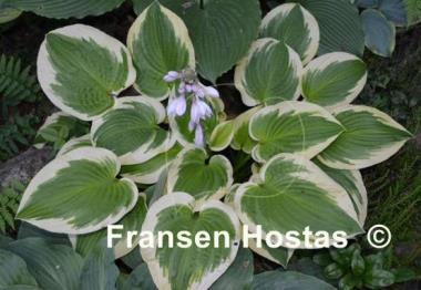 Hosta Sunny Smiles