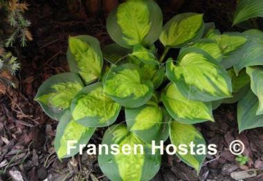 Hosta Sunset Grooves