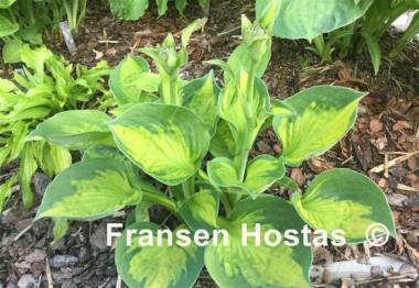 Hosta Sunset Grooves