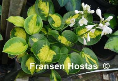 Hosta Sunset Grooves