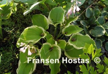 Hosta Sunshine Glory