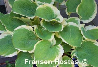 Hosta Sunshine Glory