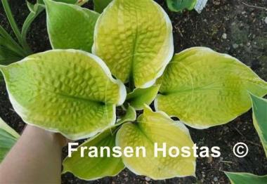 Hosta Sunshine Glory
