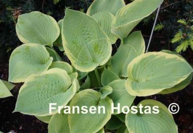 Hosta Sunshine Glory
