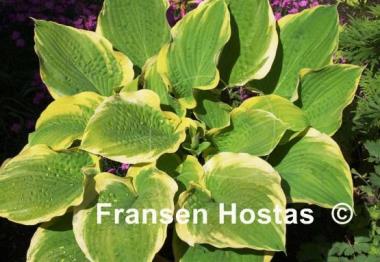 Hosta Sunshine Glory