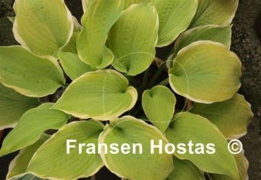 Hosta Sunshine Glory