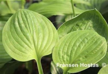 Hosta Super Bowl