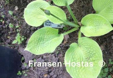 Hosta Super Bowl