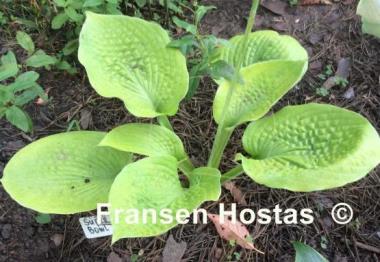Hosta Super Bowl