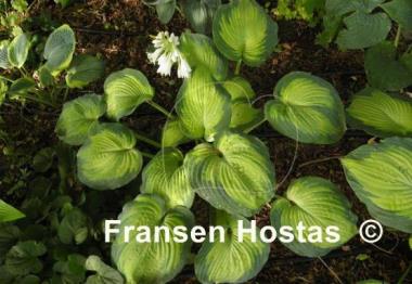 Hosta Super Nova