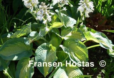Hosta Super Nova
