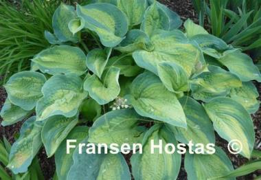 Hosta Super Nova