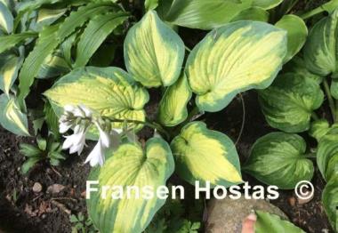Hosta Super Nova