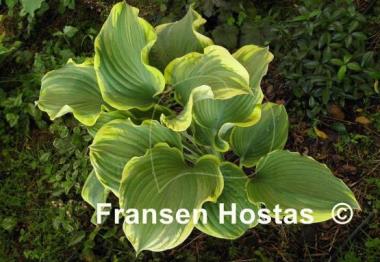 Hosta Super Sagae