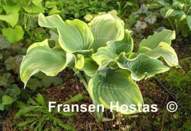 Hosta Super Sagae