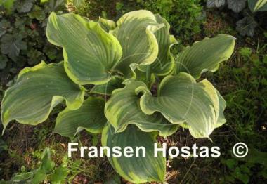 Hosta Super Sagae