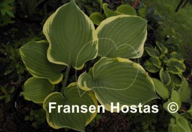 Hosta Super Sagae