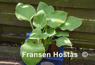 Hosta Super Sagae