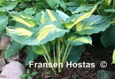 Hosta Superfecta