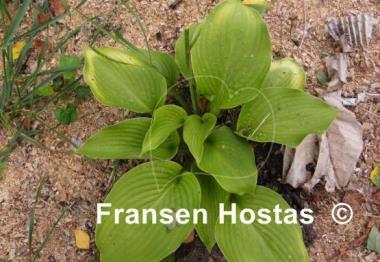 Hosta Surf and Turf