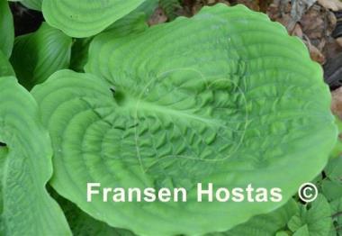 Hosta Surf and Turf