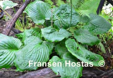 Hosta Surf and Turf