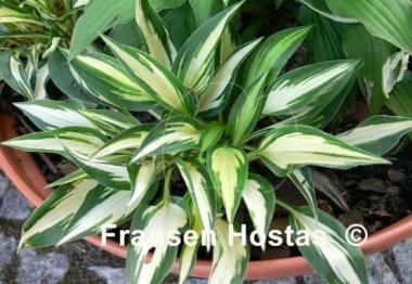 Hosta Surprised by Joy