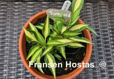 Hosta Surprised by Joy