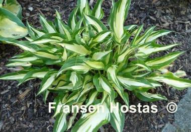 Hosta Surprised by Joy