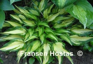 Hosta Surprised by Joy