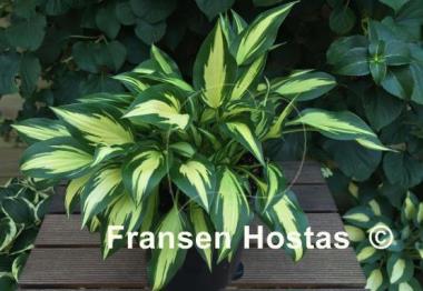 Hosta Surprised by Joy
