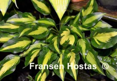 Hosta Surprised by Joy