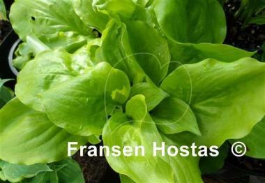 Hosta Susanna