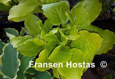 Hosta Susanna