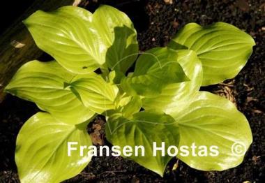 Hosta Susanna