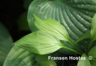 Hosta Susy