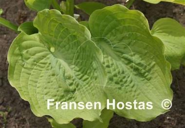 Hosta Sutter's Mill