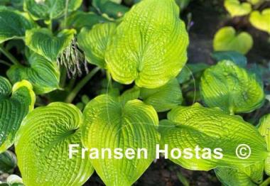 Hosta Sutter's Mill