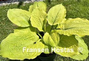 Hosta Sutter's Mill