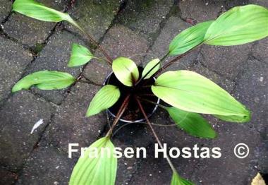 Hosta Suzanne Mahler