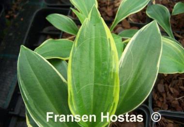 Hosta Swamp Thing