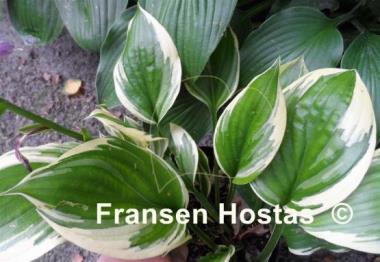 Hosta Swamp Thing