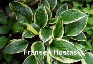 Hosta Swamp Thing