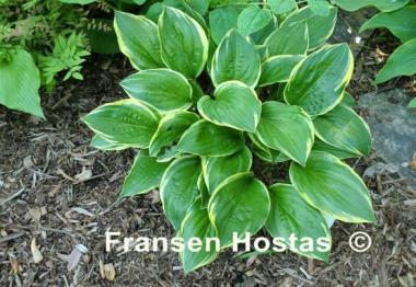 Hosta Swamp Thing
